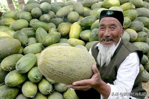 哈密瓜今日收购单价