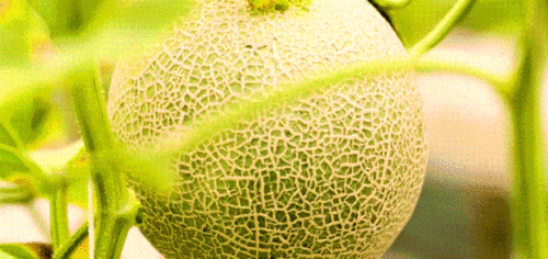 网纹蜜瓜今日行情,价格波动与市场动态一览