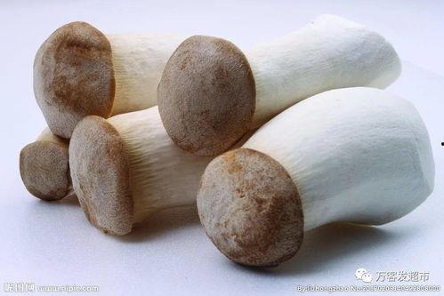 今日乳瓜价格,市场行情一览