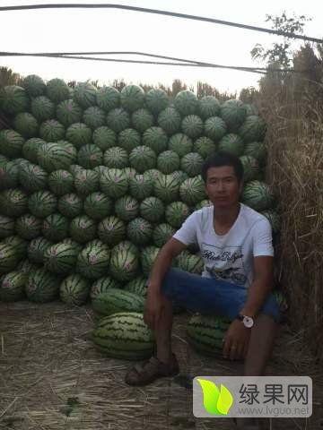 合肥硒砂瓜今日价格,价格行情一览