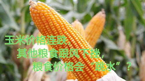 今日宿州收瓜行情,今日瓜果丰收，价格波动解析