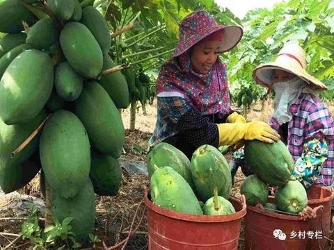 领头杨麒麟瓜今日价格,价格行情一览