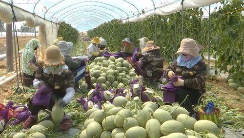 海南今日瓜菜价格,新鲜直供，实惠之选