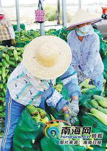 海南今日瓜菜价格,新鲜直供，实惠之选