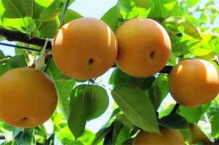 枝江今日梨瓜价格,价格行情一览”