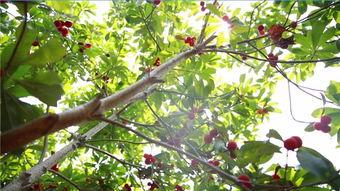 枝江今日梨瓜价格,价格行情一览”