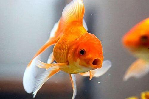 金鱼是大明星网红,揭秘大明星金鱼的闪耀时刻