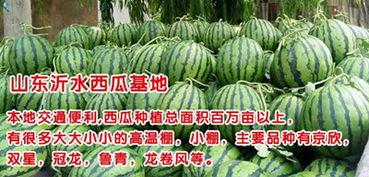 云南大棚瓜今日价格,丰产期迎来丰收，市场行情稳中向好