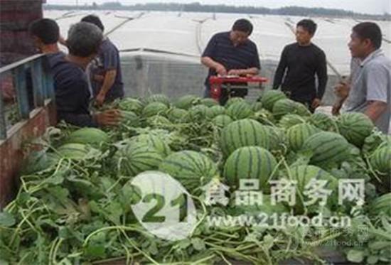 云南大棚瓜今日价格,丰产期迎来丰收，市场行情稳中向好