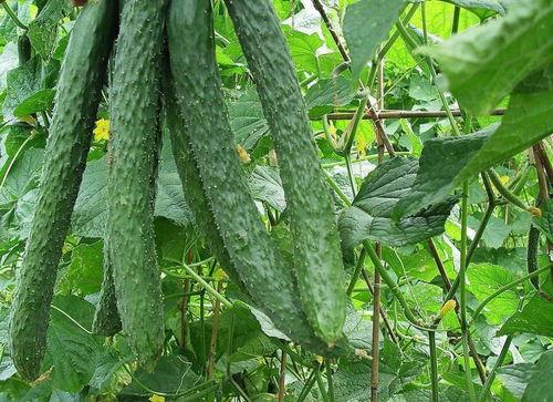 今日头条梨瓜种植视频,梨瓜种植技巧与收益分析
