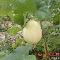 今日头条梨瓜种植视频,梨瓜种植技巧与收益分析