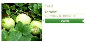 今日头条梨瓜种植视频,梨瓜种植技巧与收益分析