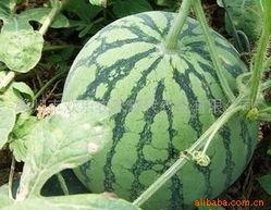 河南今日瓜价最新消息,市场行情波动，消费者关注焦点