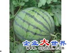 河南今日瓜价最新消息,市场行情波动，消费者关注焦点