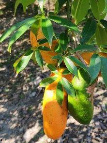 9月瓜价格今日,瓜价波动，新鲜上市季盘点