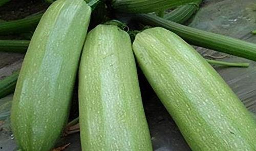 9月瓜价格今日,瓜价波动，新鲜上市季盘点