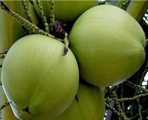 海南东方哈密瓜今日行情实时报价,新鲜直供，价格走俏