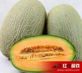 哈密瓜热门话题今日热搜