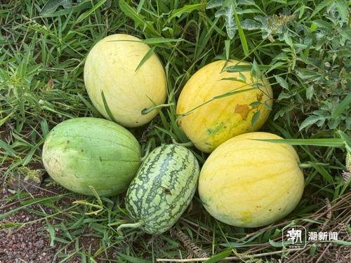 丽水今日吃瓜事件视频曝光,视频曝光引发网友热议