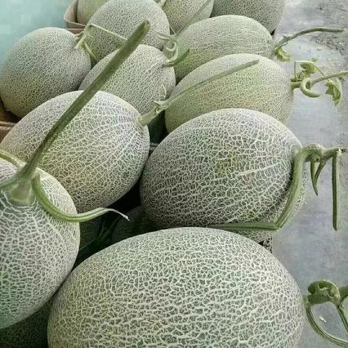 今日哈密瓜价格行情