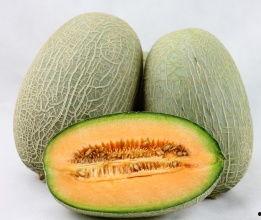 今日哈密瓜价格行情