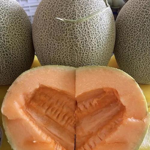 今日哈密瓜价格行情