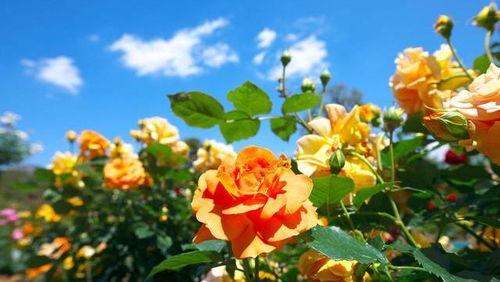 今日立秋不食瓜,瓜果飘香，今日不食瓜