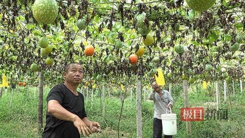 周口小吊瓜今日行情最新消息