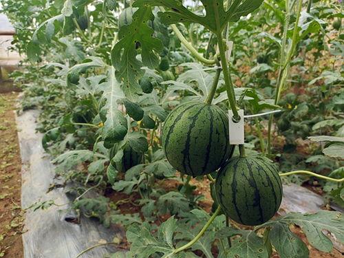 周口小吊瓜今日行情最新消息