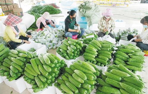 澄迈瓜菜今日收购价格表,新鲜采摘直击收购行情